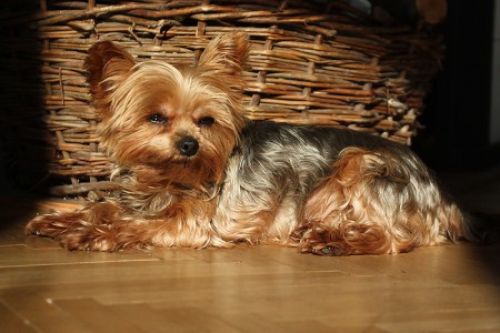 yorkshire terrier